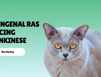 Mengenal Ras Kucing Tonkinese