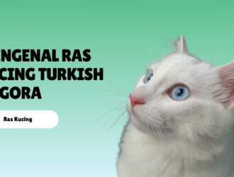 Mengenal Ras Kucing Turkish Angora
