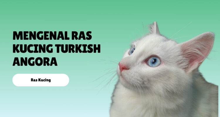 Mengenal Ras Kucing Turkish Angora