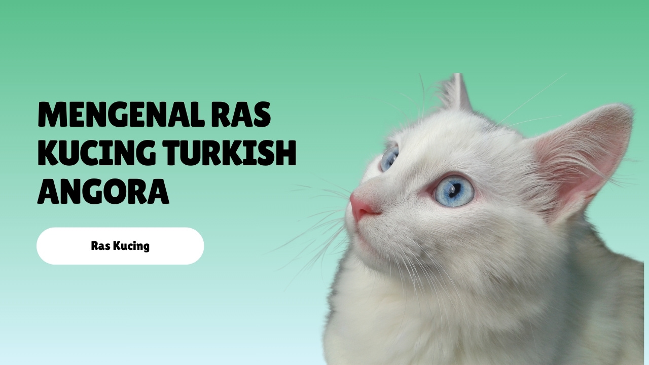 Mengenal Ras Kucing Turkish Angora