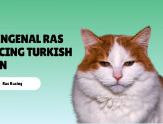 Mengenal Ras Kucing Turkish Van