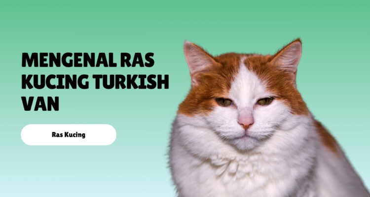 Mengenal Ras Kucing Turkish Van