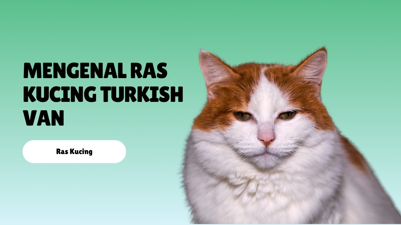 Mengenal Ras Kucing Turkish Van