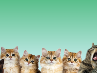 Mengenal berbagai ras kucing
