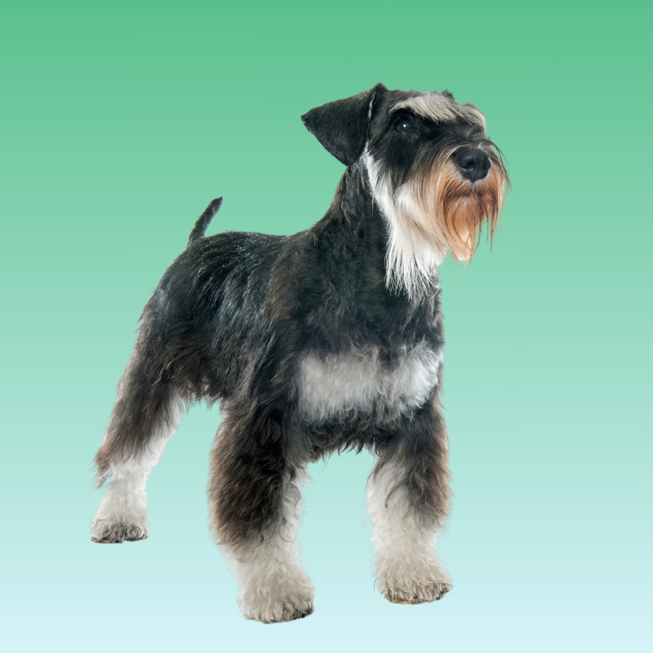 Miniature Schnauzer