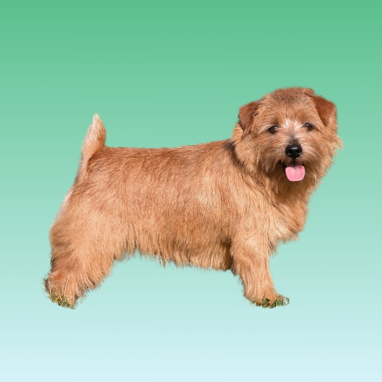 Norfolk Terrier