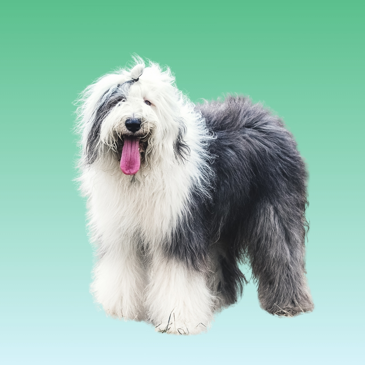 Old English Sheepdog