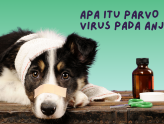 Parvo Virus Pada anjing