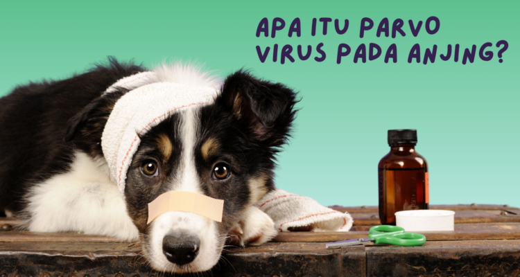 Parvo Virus Pada anjing