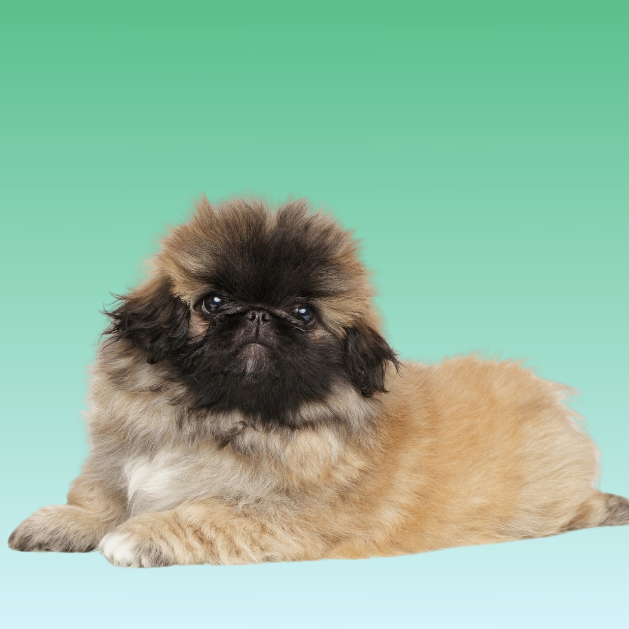 Pekingese