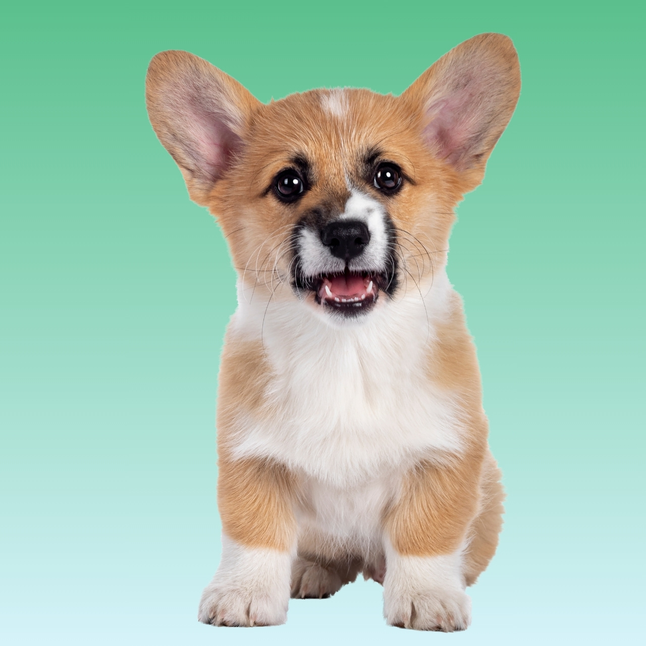 Pembroke Welsh Corgi