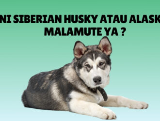 Perbedaan Siberian Husky dan Alaskan Malamute