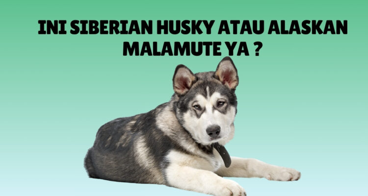 Perbedaan Siberian Husky dan Alaskan Malamute