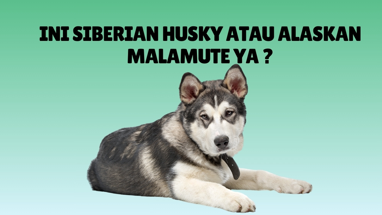 Perbedaan Siberian Husky dan Alaskan Malamute