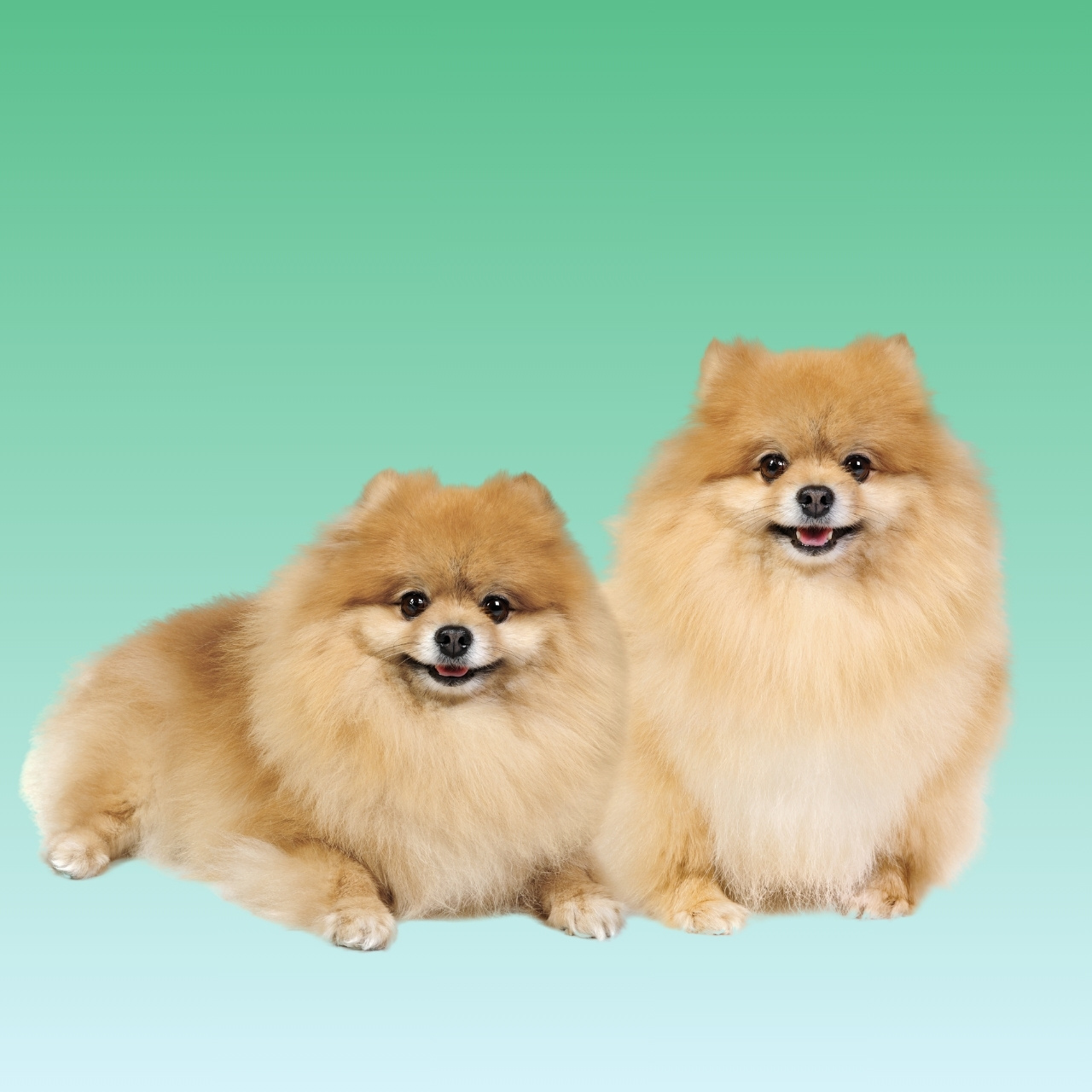 Pomeranian