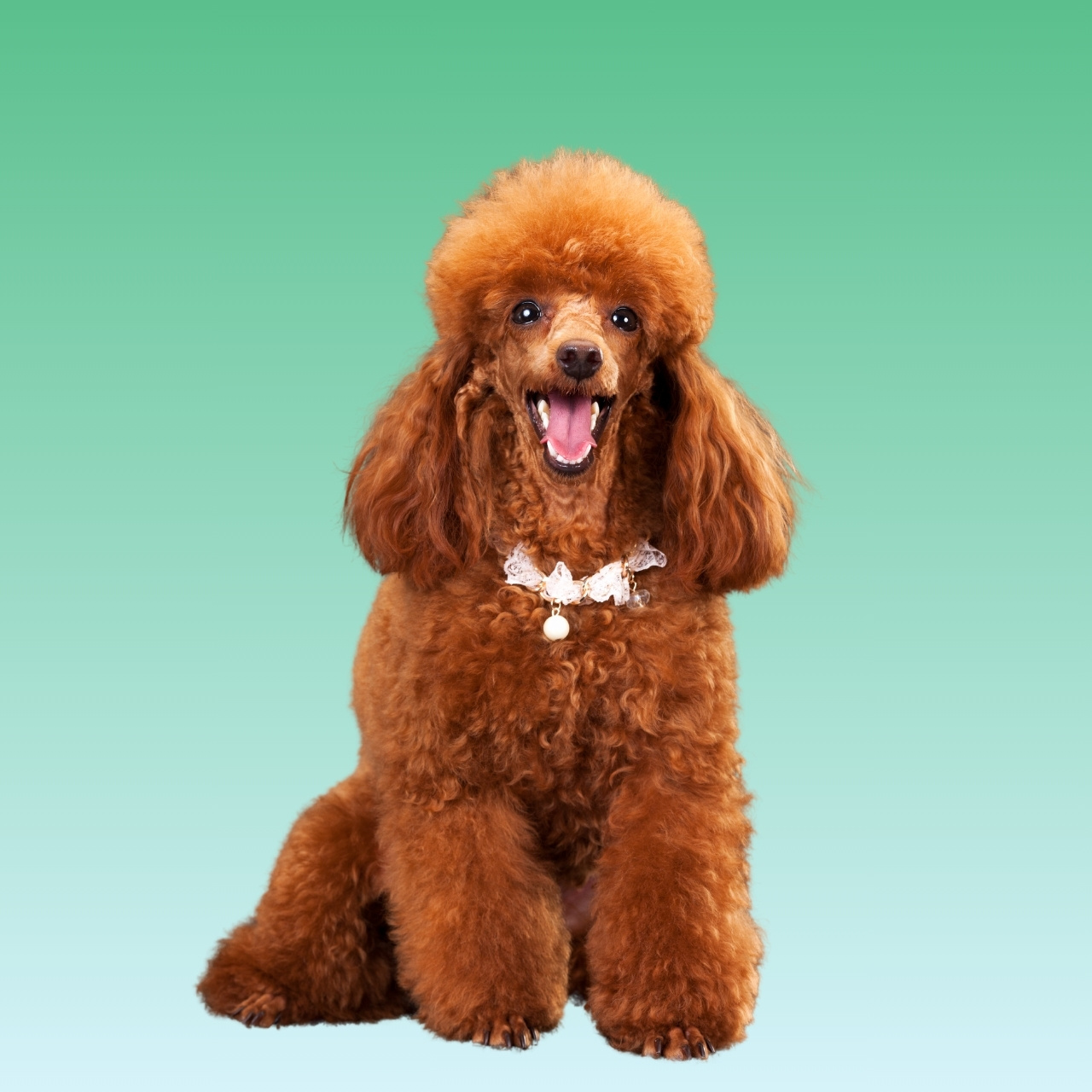 Poodle (Miniature)