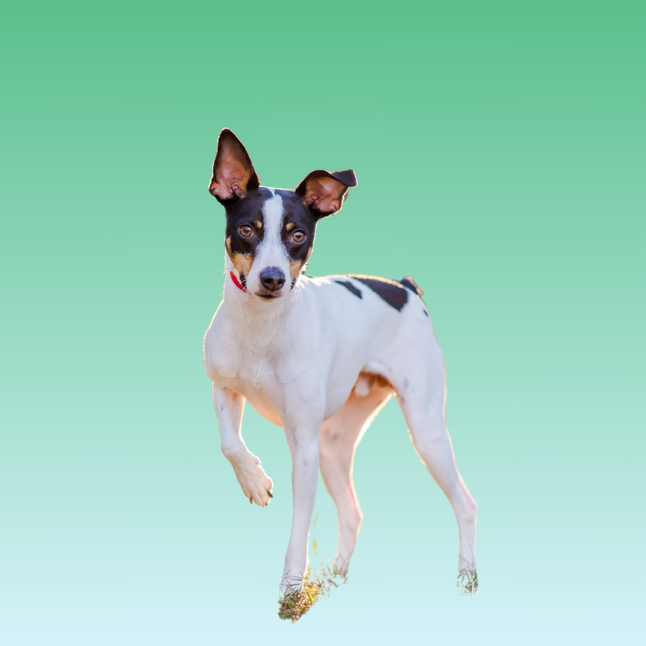 Rat Terrier