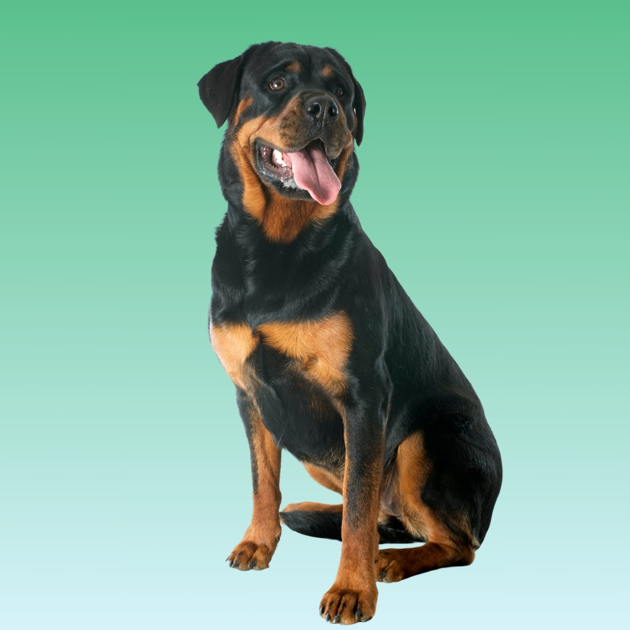 Rottweiler