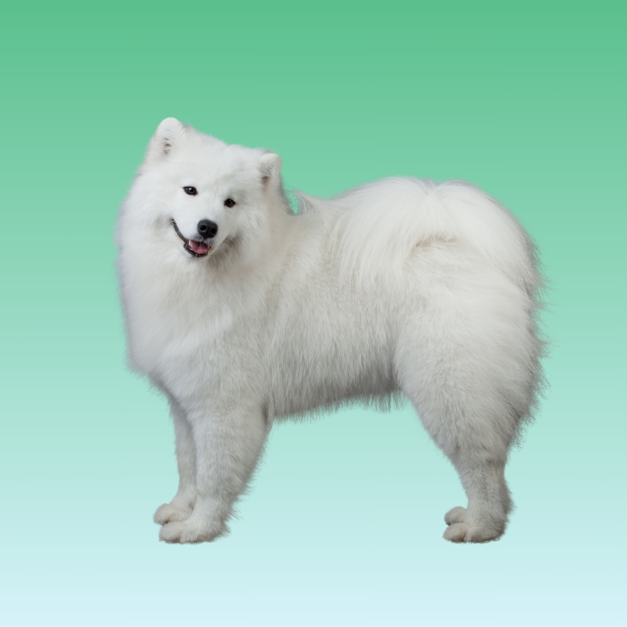 Samoyed