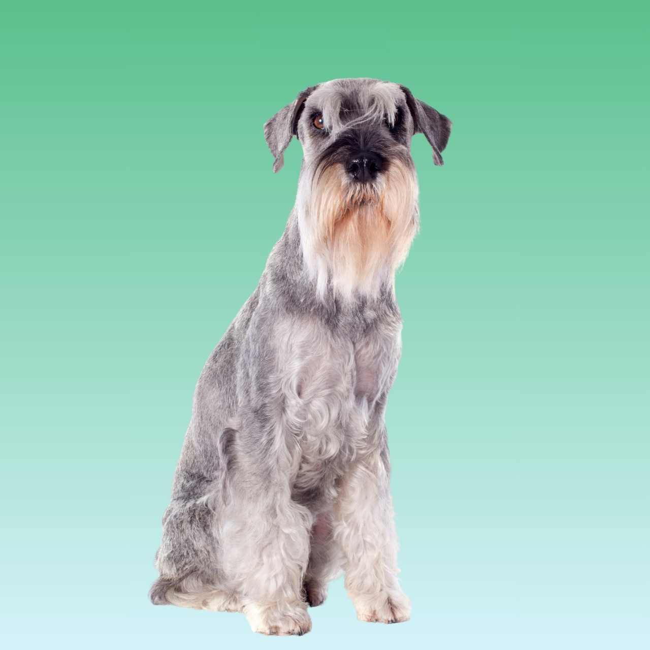 Standard Schnauzer