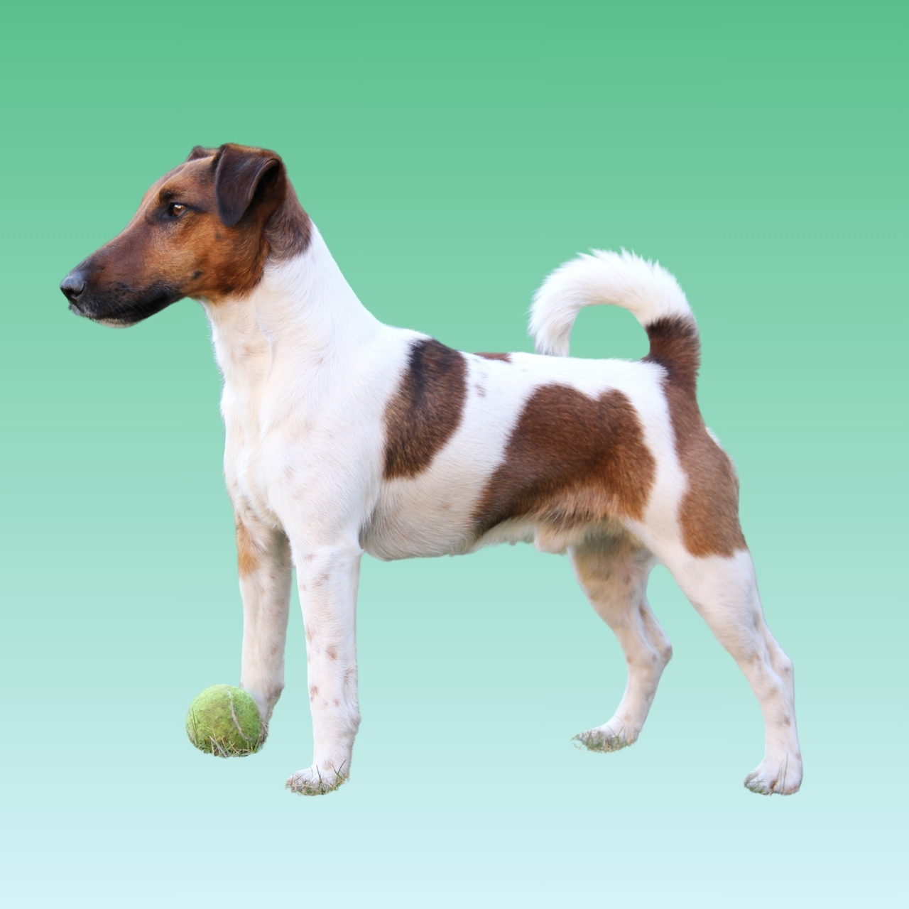 Toy Fox Terrier