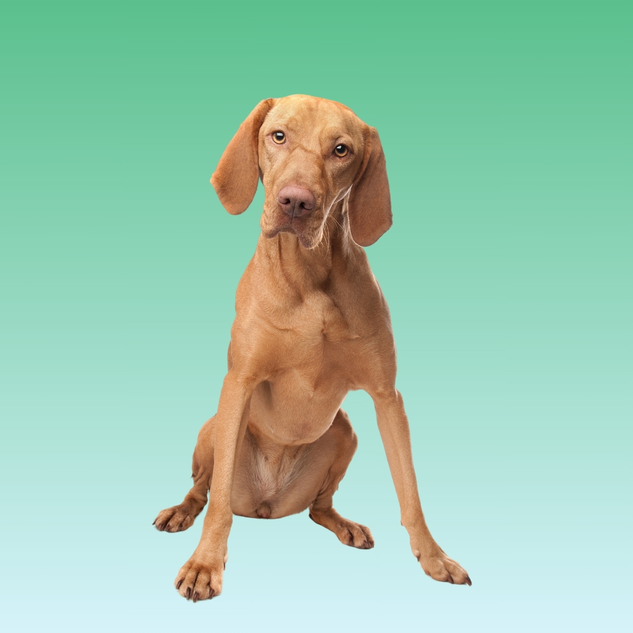 Vizsla