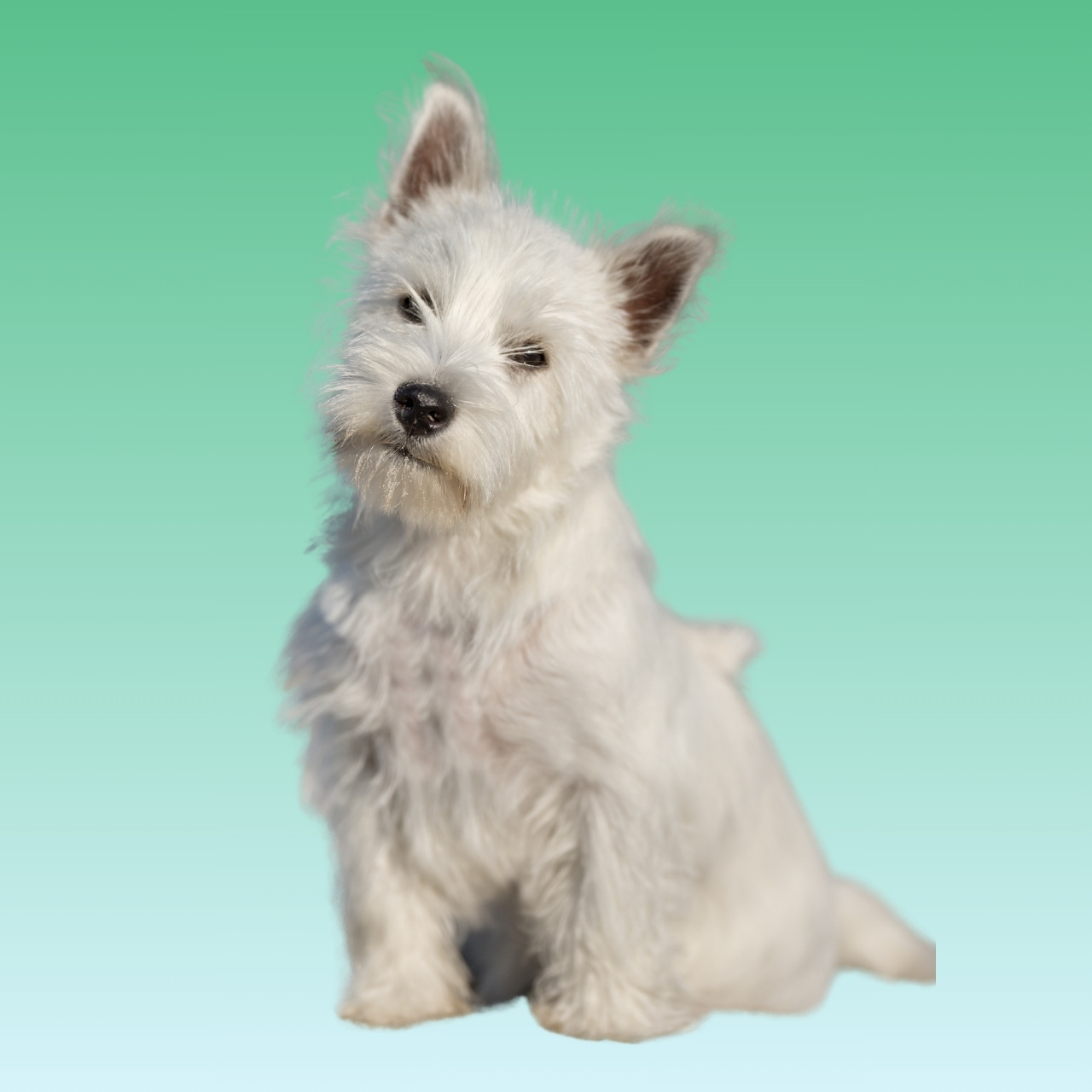 West Highland White Terrier