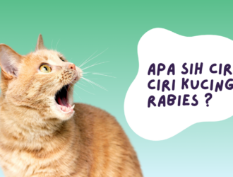 ciri ciri kucing rabies