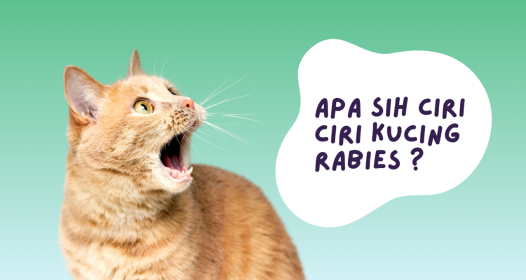 ciri ciri kucing rabies