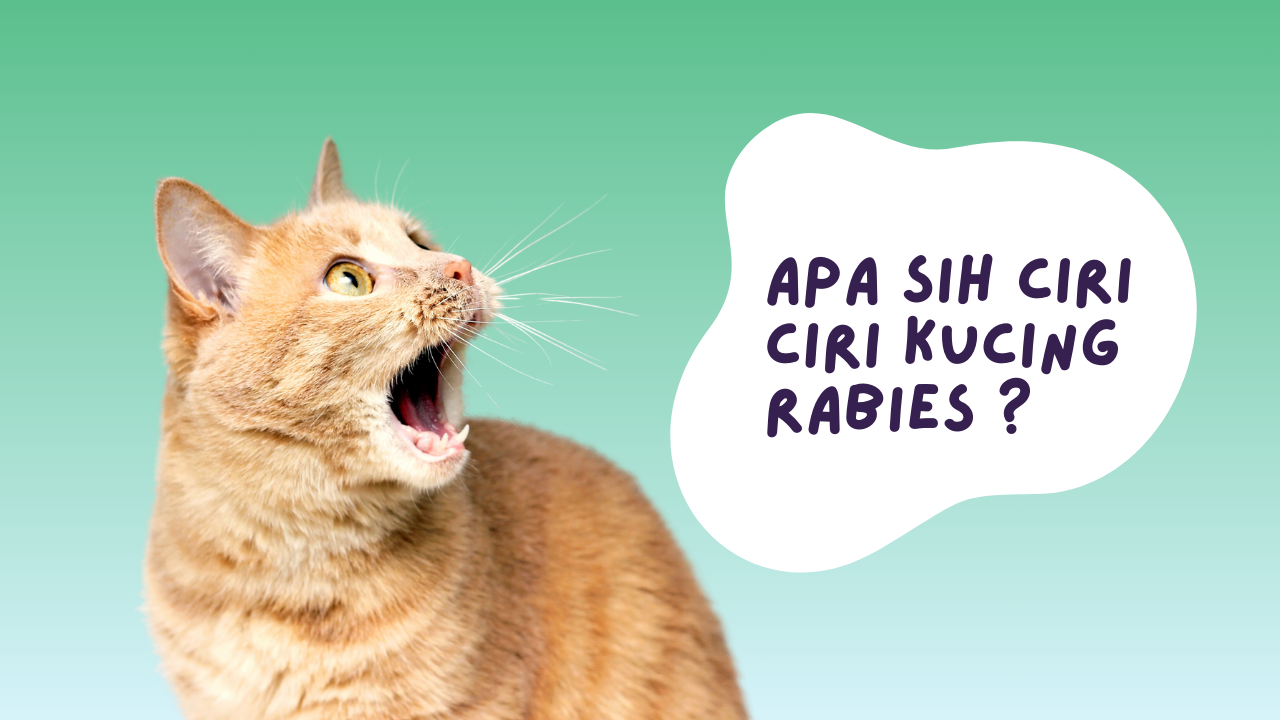 ciri ciri kucing rabies