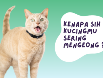 kucing sering mengeong