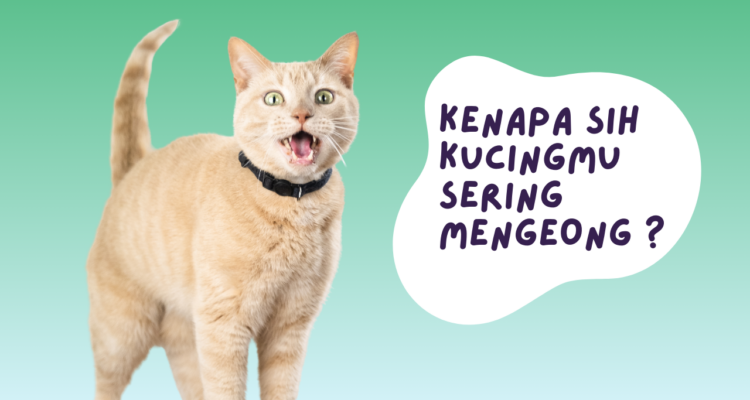 kucing sering mengeong