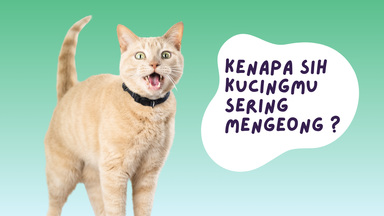 kucing sering mengeong