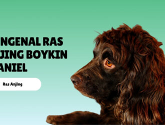 mengenal ras anjing Boykin Spaniel