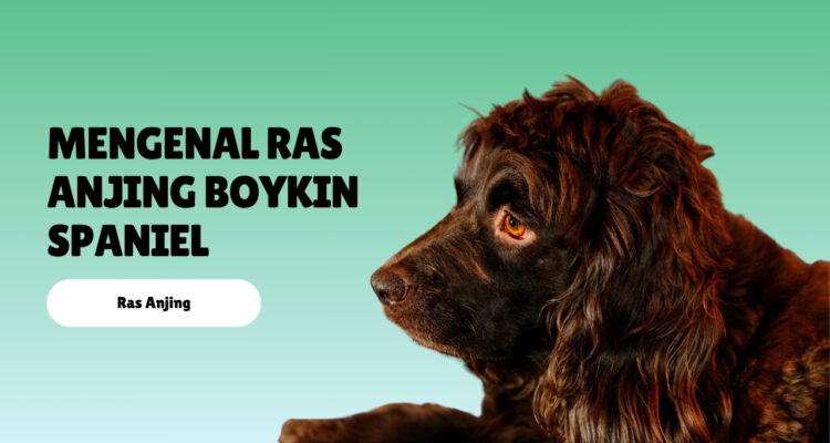 mengenal ras anjing Boykin Spaniel