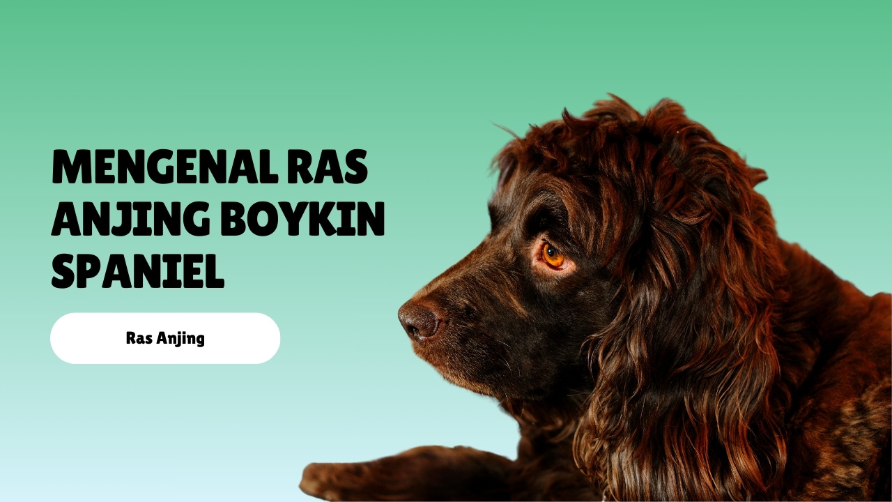 mengenal ras anjing Boykin Spaniel