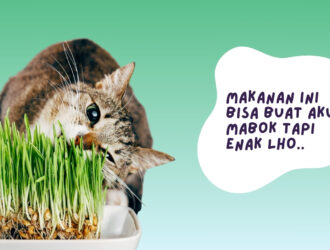 CATNIP