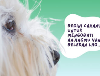 Cara Mengobati Anjing Belekan