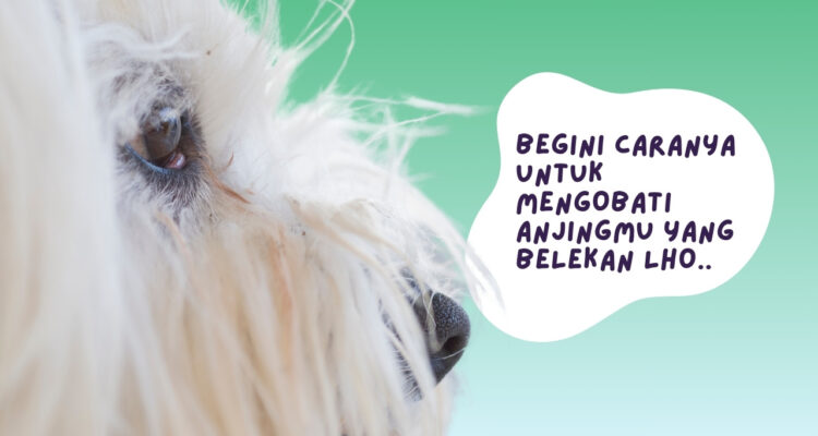 Cara Mengobati Anjing Belekan