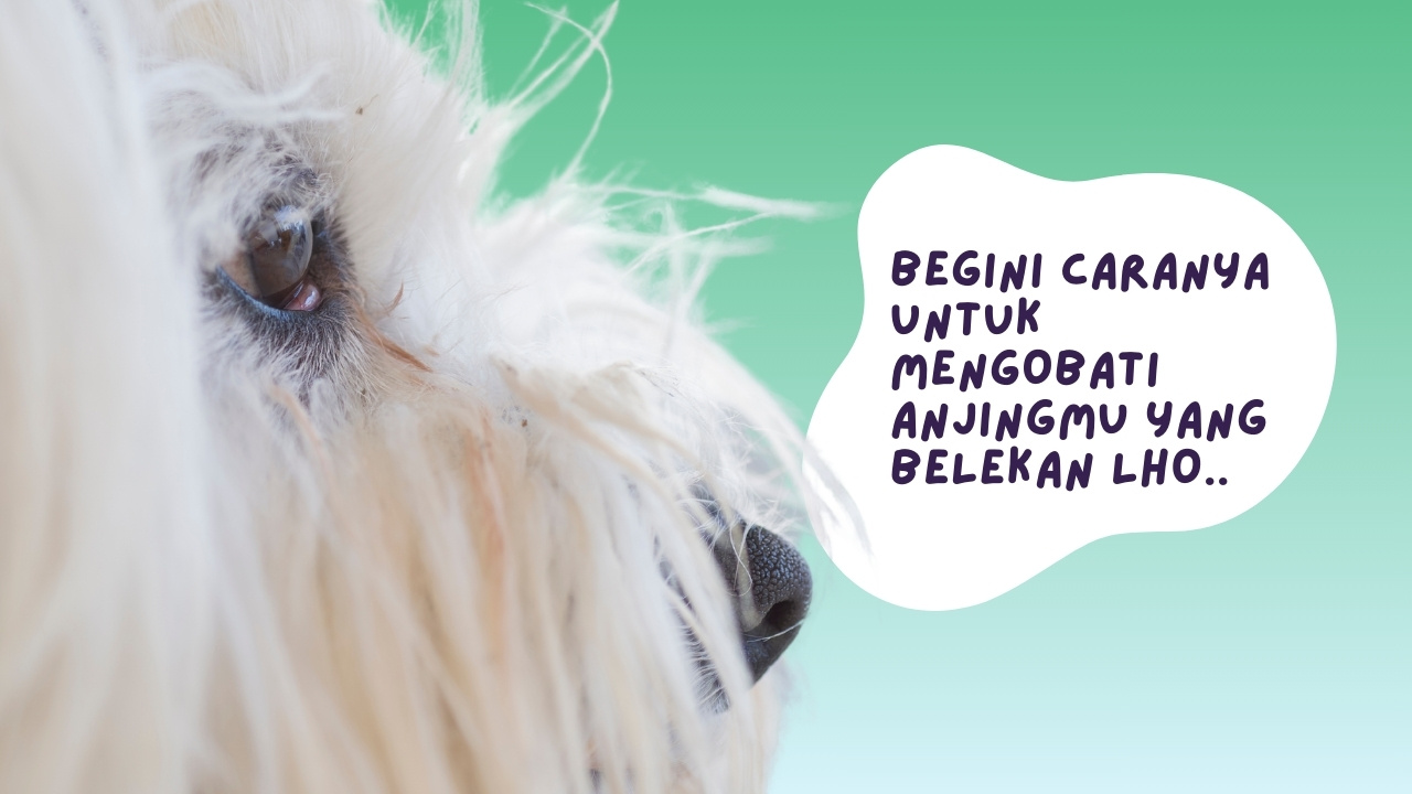 Cara Mengobati Anjing Belekan