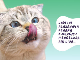 Kucing Mengeluarkan Air Liur Terus Menerus