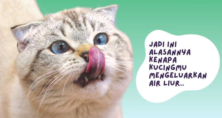 Kucing Mengeluarkan Air Liur Terus Menerus