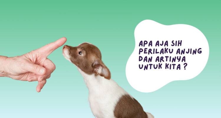 Perilaku anjing dan artinya