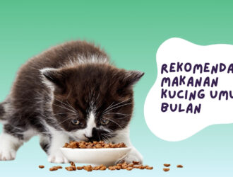 Rekomendasi Makanan Kucing Umur 1 Bulan