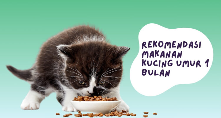 Rekomendasi Makanan Kucing Umur 1 Bulan