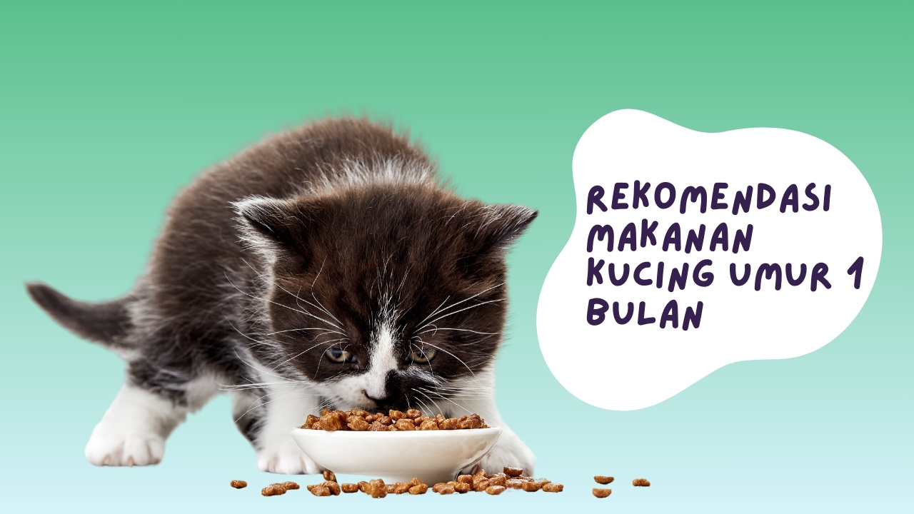 Rekomendasi Makanan Kucing Umur 1 Bulan