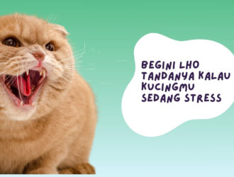 TANDA TANDA KUCING STRESS