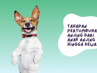 Tahapan Pertumbuhan Anjing dari Anak Anjing hingga Dewasa