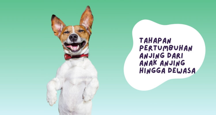 Tahapan Pertumbuhan Anjing dari Anak Anjing hingga Dewasa