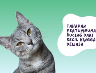 Tahapan Pertumbuhan Kucing dari Kecil Hingga Dewasa
